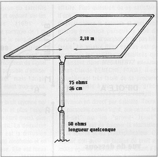 ant137.jpg (42588 octets)
